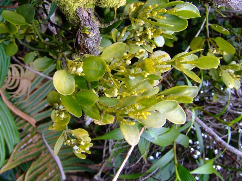 Foto de Poas (Alajuela), Costa Rica