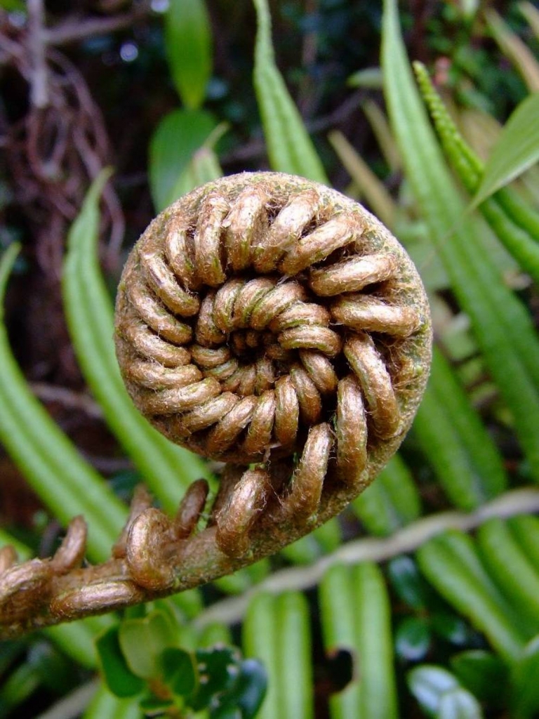 Foto de Poas (Alajuela), Costa Rica