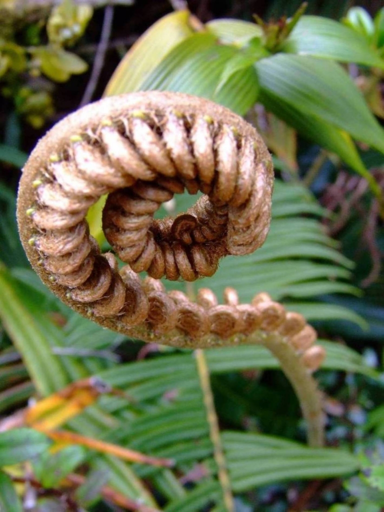 Foto de Poas (Alajuela), Costa Rica