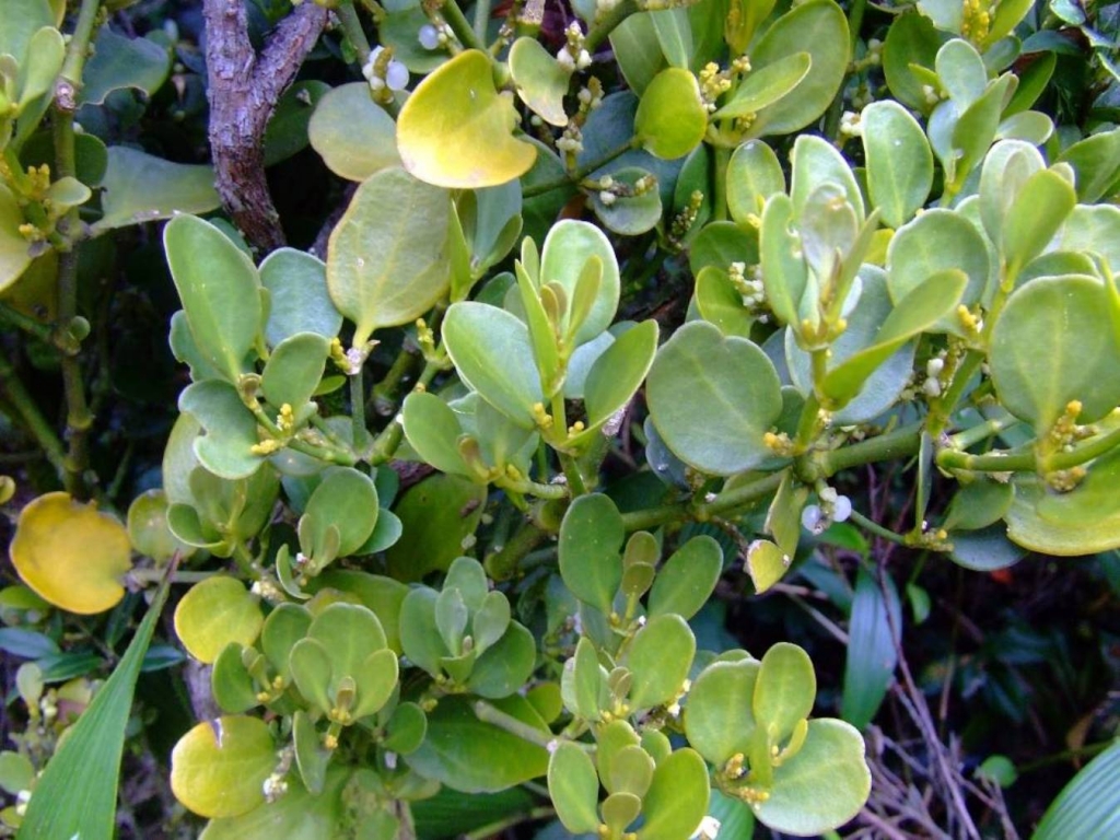 Foto de Poas (Alajuela), Costa Rica