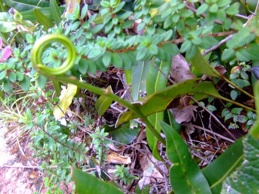 Foto de Poas (Alajuela), Costa Rica