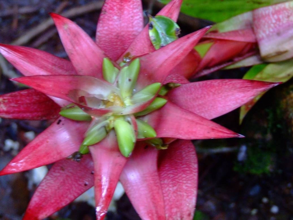 Foto de Poas (Alajuela), Costa Rica