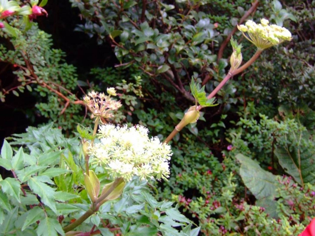 Foto de Poas (Alajuela), Costa Rica