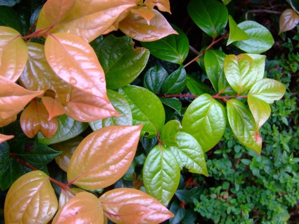 Foto de Poas (Alajuela), Costa Rica