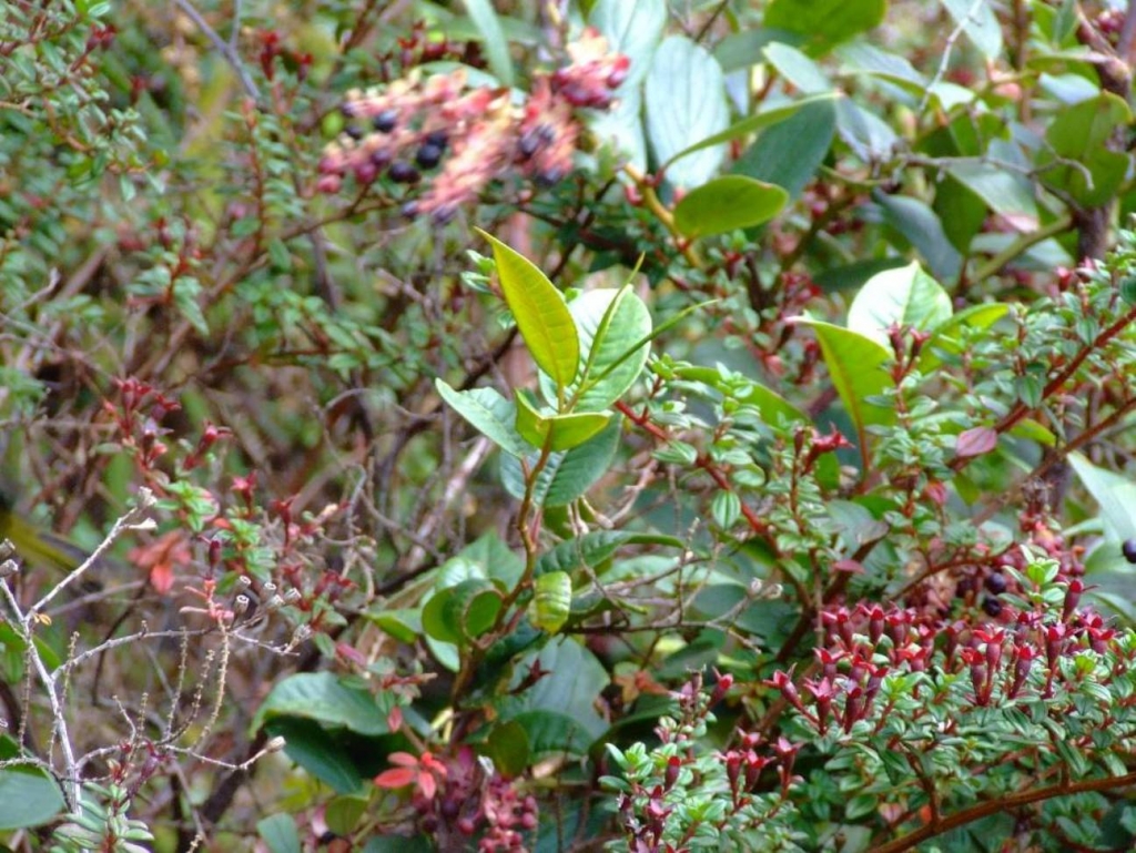 Foto de Poas (Alajuela), Costa Rica