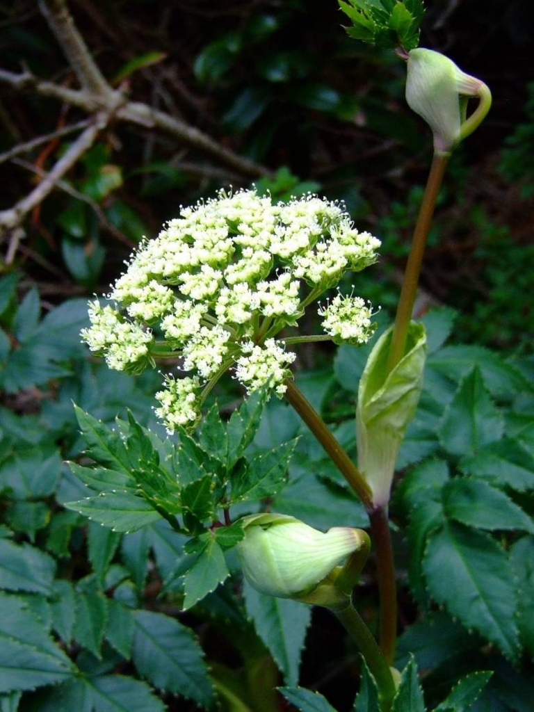 Foto de Poas (Alajuela), Costa Rica