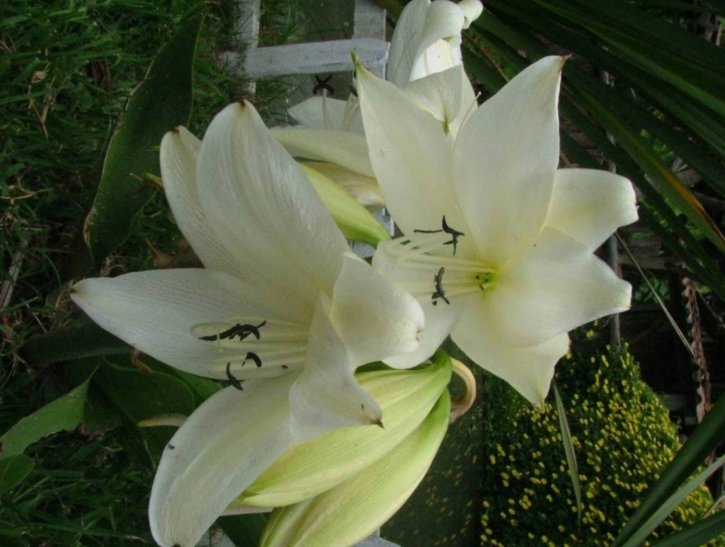 Foto de Poas (Alajuela), Costa Rica