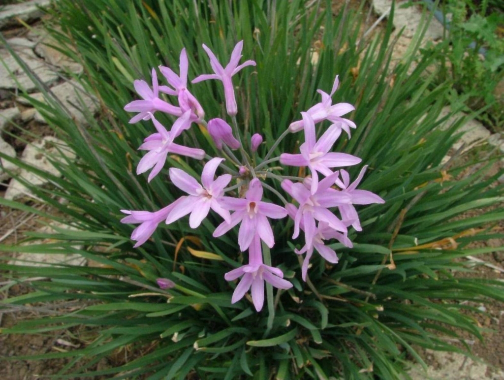 Foto de Poas (Alajuela), Costa Rica