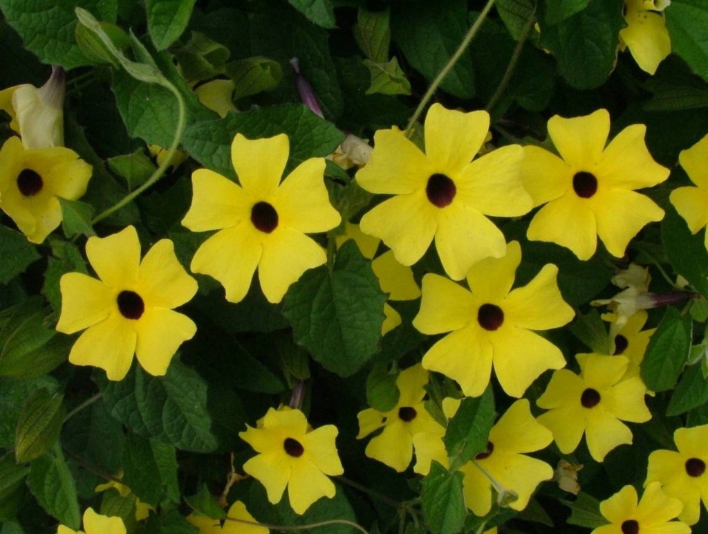 Foto de Poas (Alajuela), Costa Rica