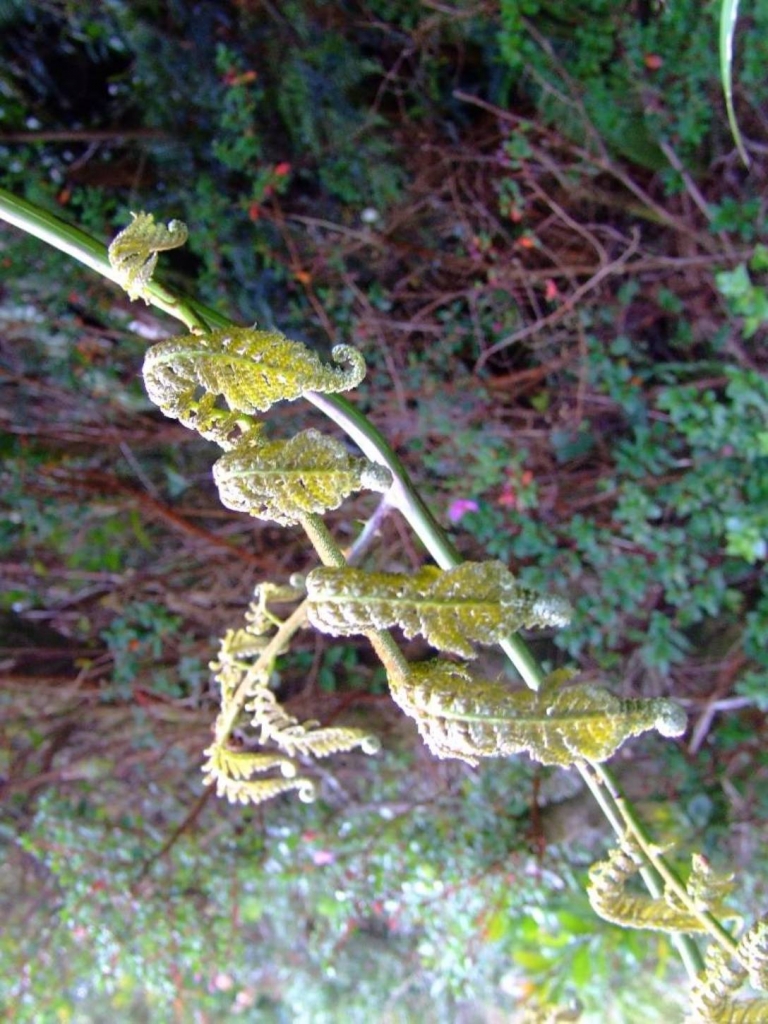 Foto de Poas (Alajuela), Costa Rica