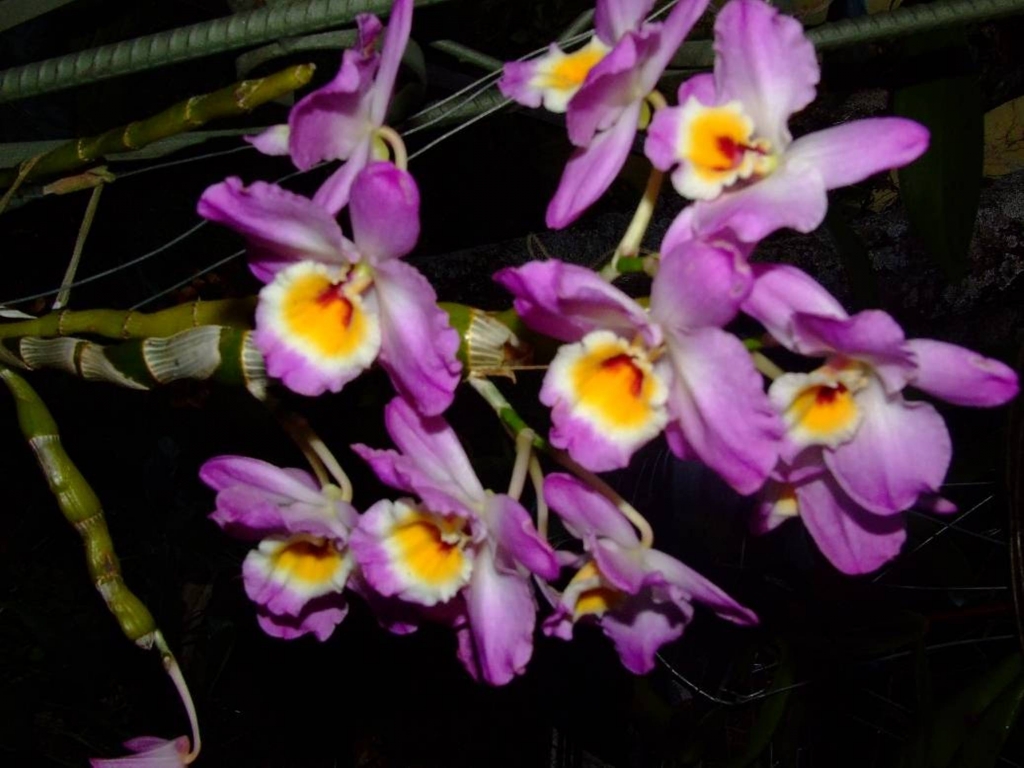 Foto de Poas (Alajuela), Costa Rica