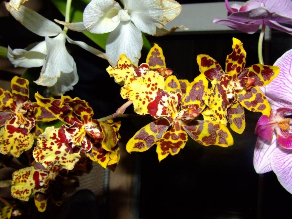 Foto de Poas (Alajuela), Costa Rica