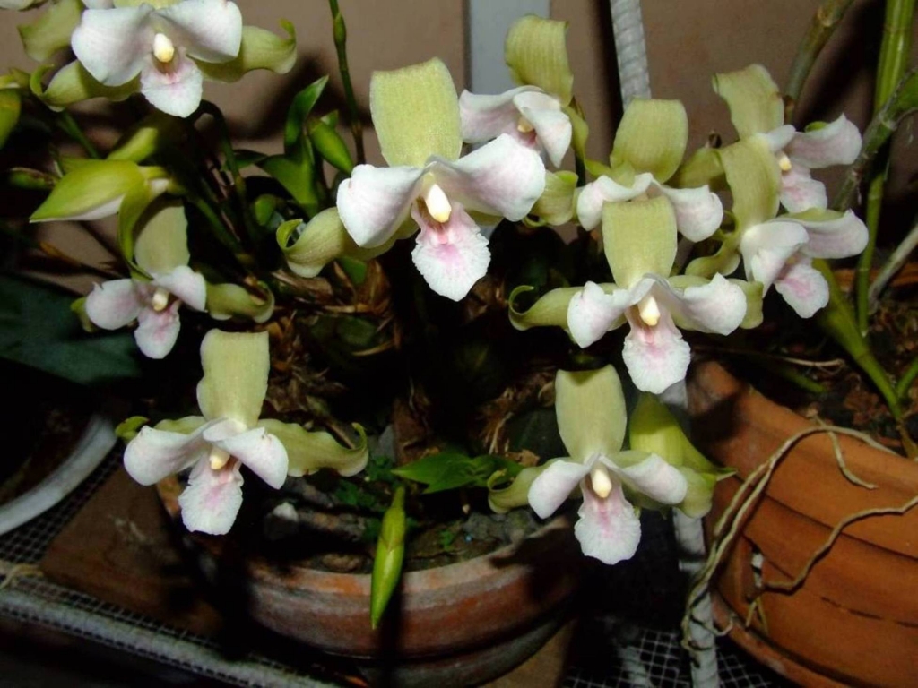 Foto de Poas (Alajuela), Costa Rica