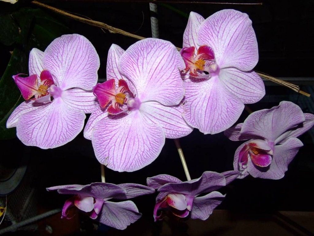 Foto de Poas (Alajuela), Costa Rica