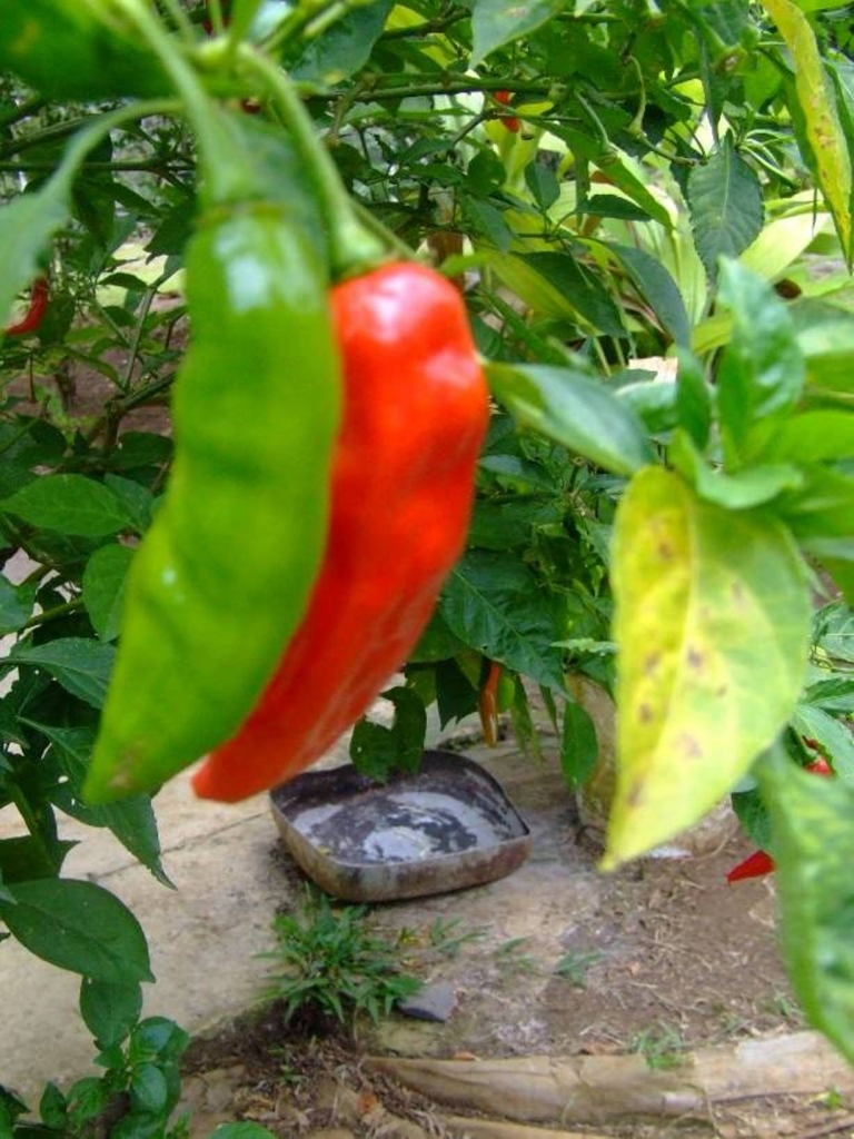 Foto de Poas (Alajuela), Costa Rica