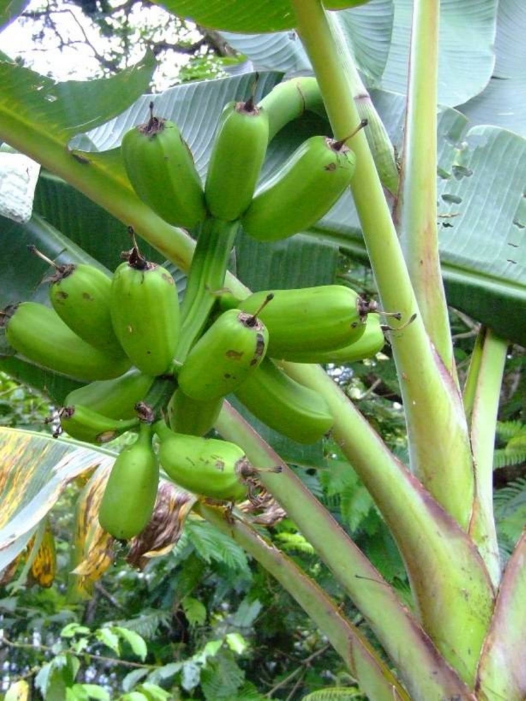 Foto de Grecia (Alajuela), Costa Rica