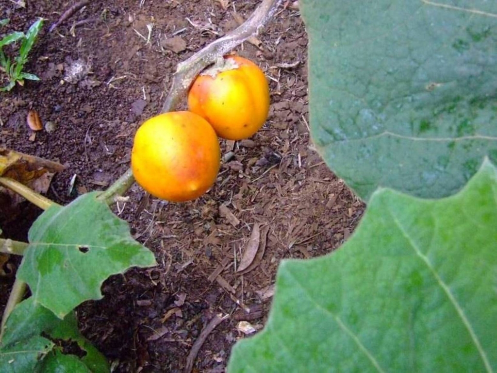 Foto de Grecia (Alajuela), Costa Rica