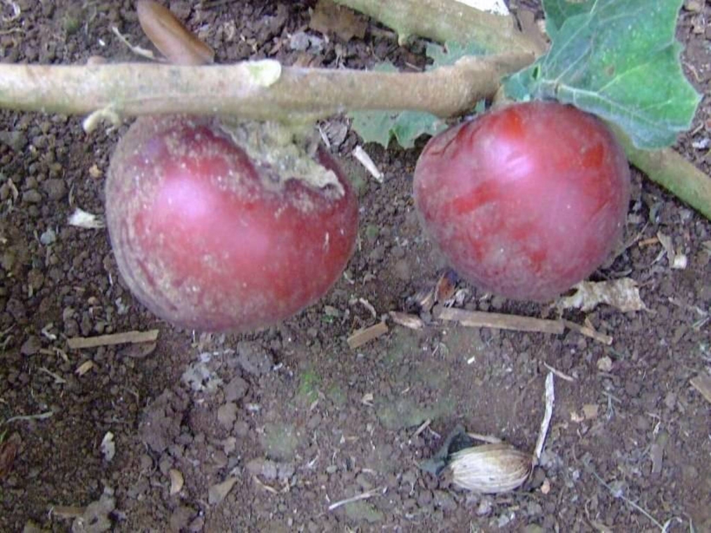 Foto de Grecia (Alajuela), Costa Rica