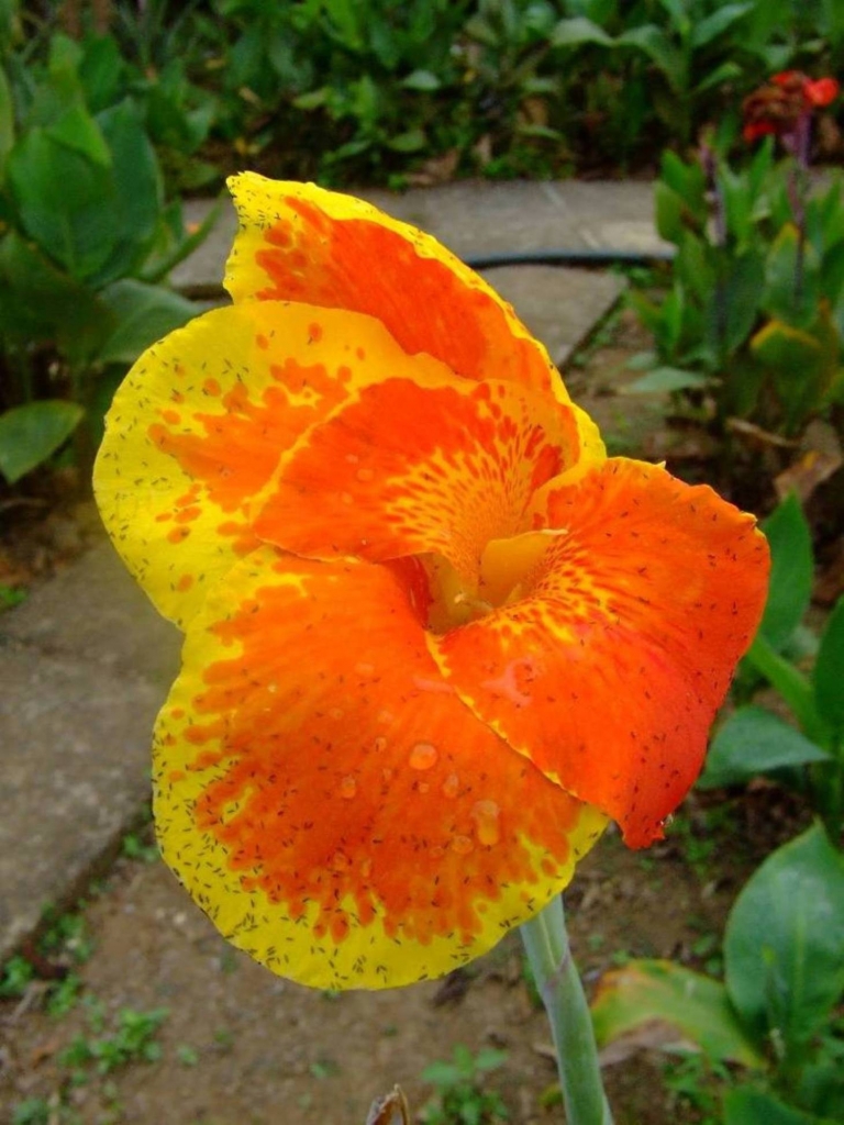 Foto de Grecia (Alajuela), Costa Rica