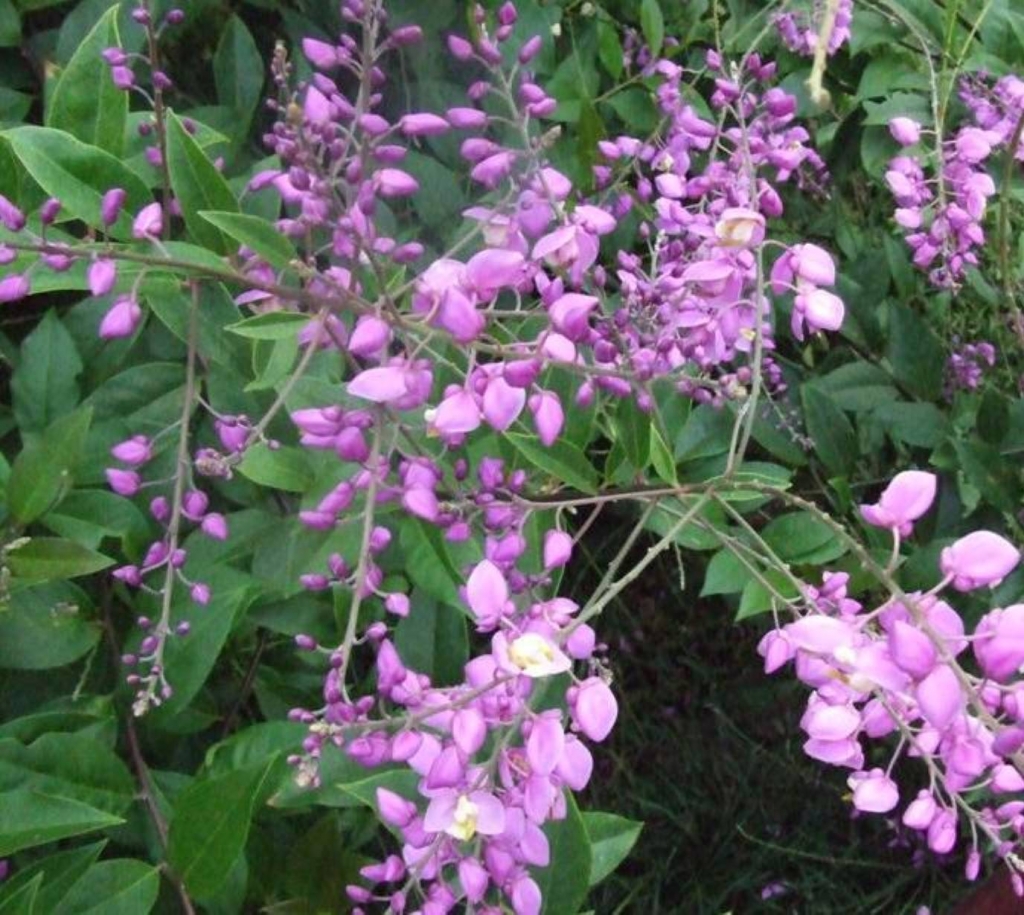 Foto de Grecia (Alajuela), Costa Rica