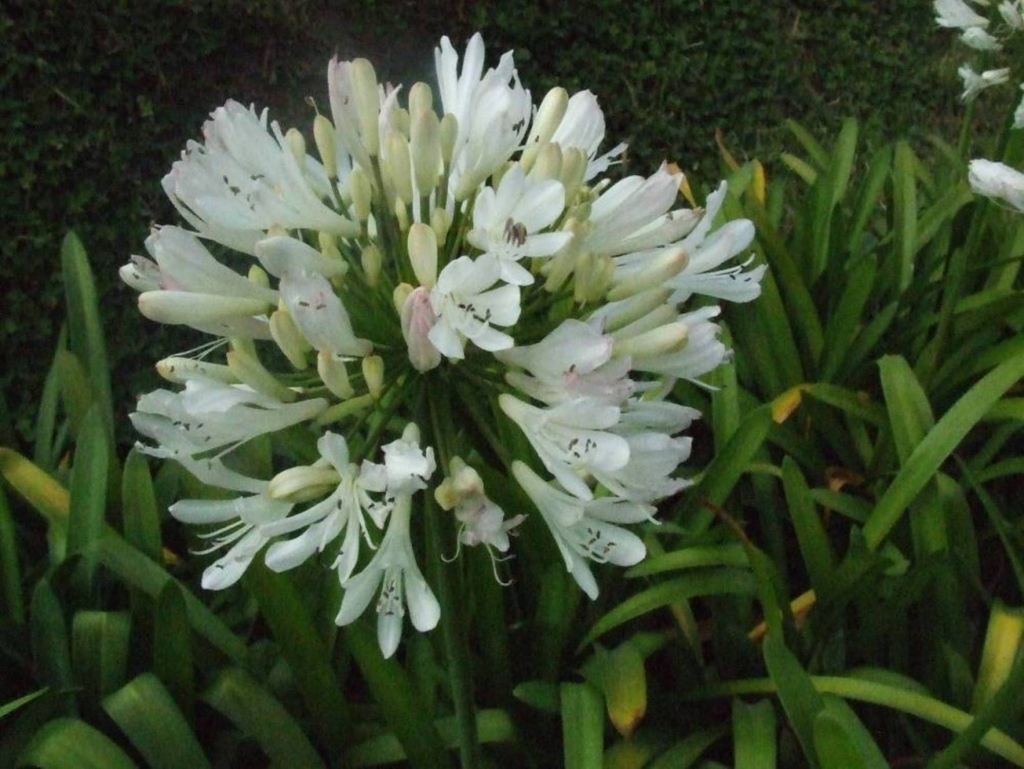 Foto de Grecia (Alajuela), Costa Rica