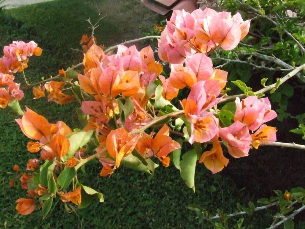 Foto de Grecia (Alajuela), Costa Rica