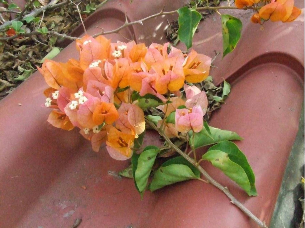 Foto de Grecia (Alajuela), Costa Rica