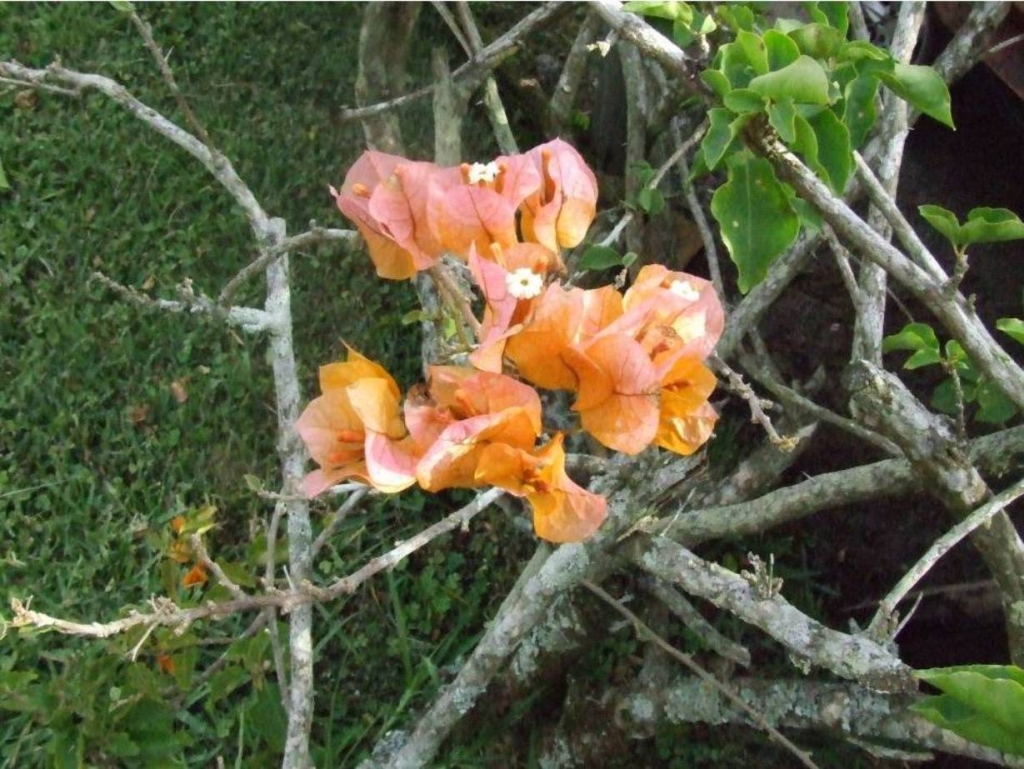 Foto de Grecia (Alajuela), Costa Rica