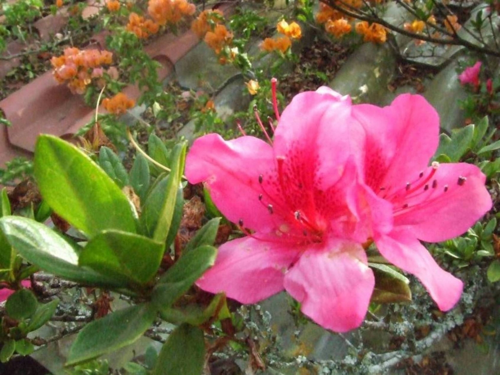 Foto de Grecia (Alajuela), Costa Rica