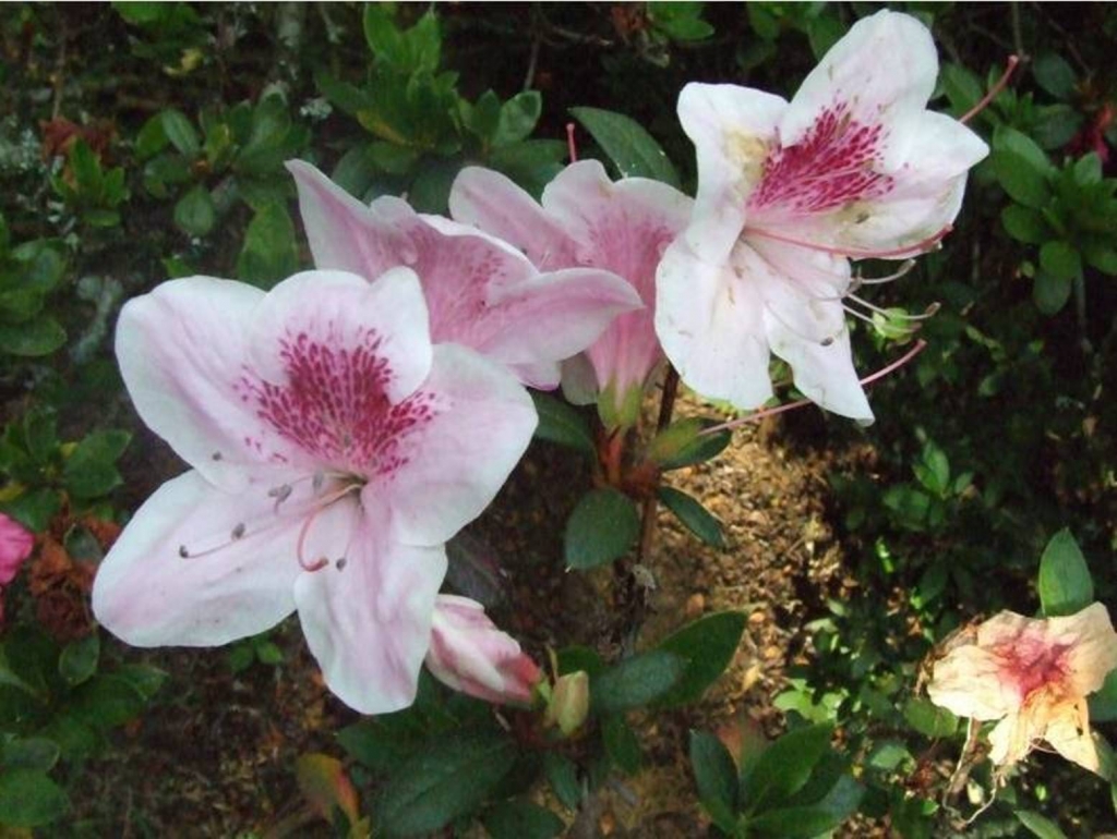 Foto de Grecia (Alajuela), Costa Rica