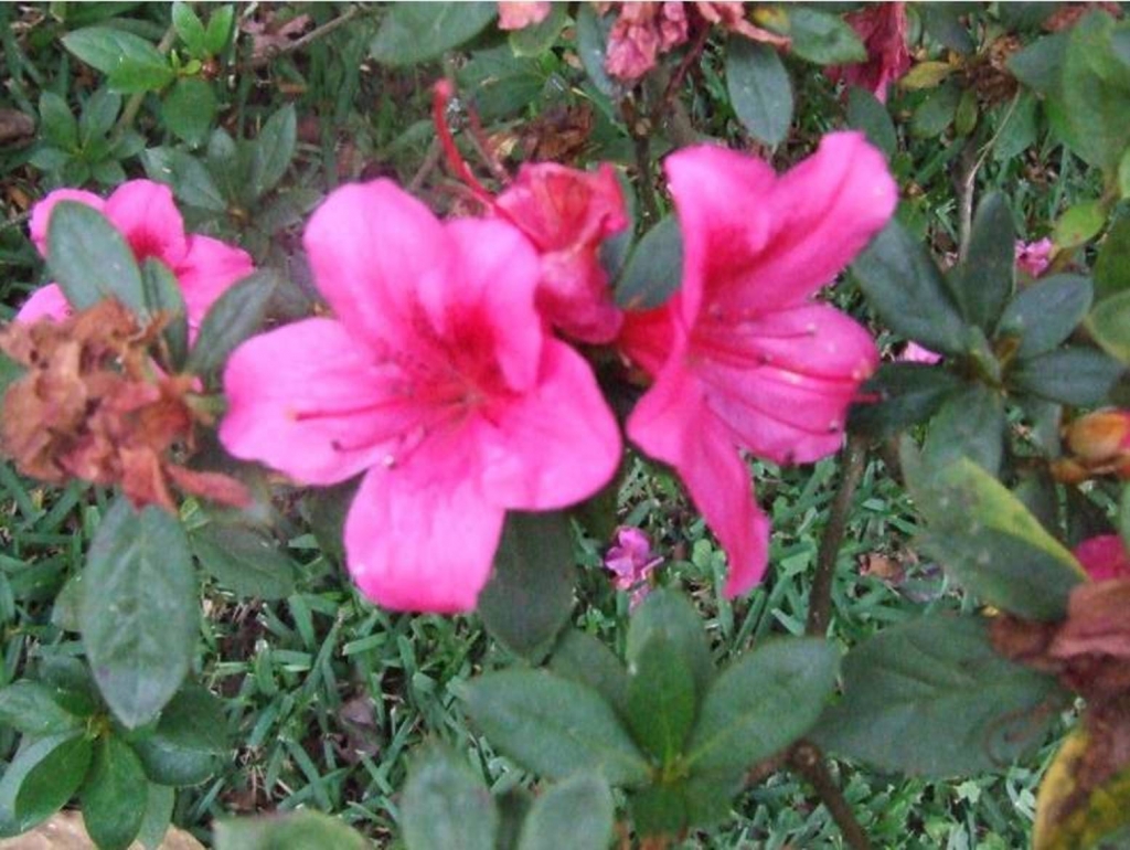 Foto de Grecia (Alajuela), Costa Rica