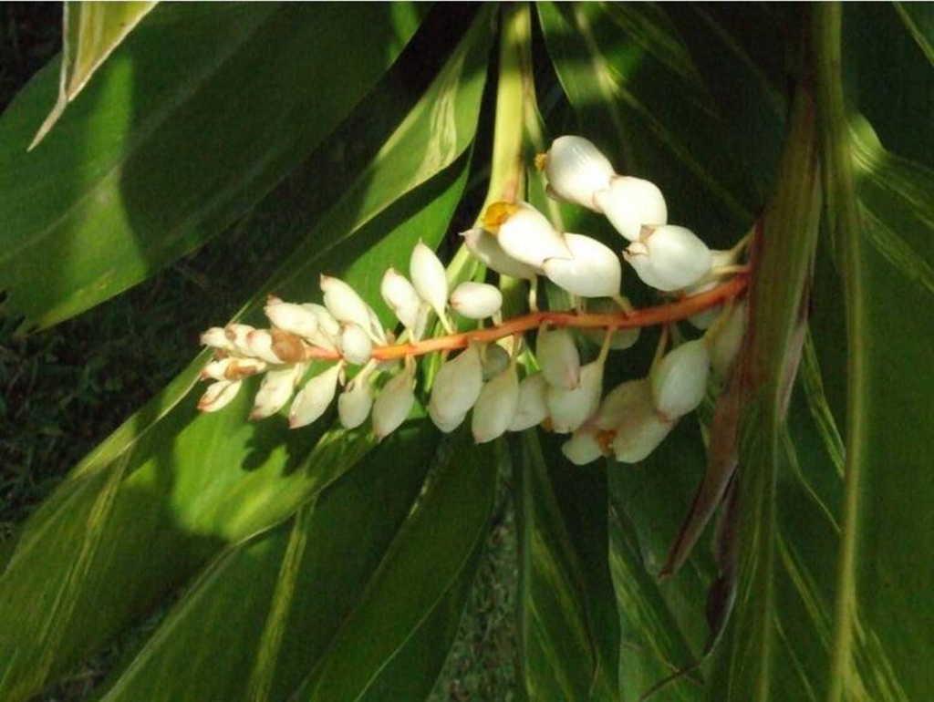 Foto de Grecia (Alajuela), Costa Rica