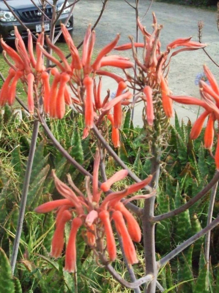 Foto de Grecia (Alajuela), Costa Rica