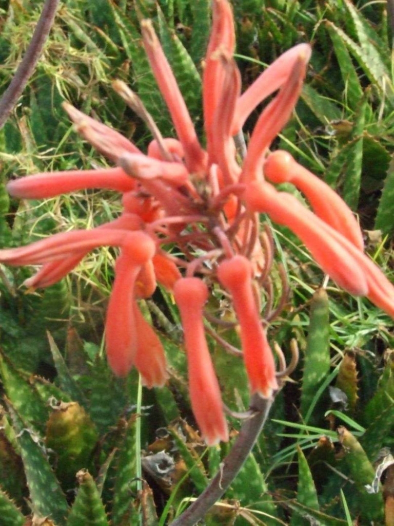 Foto de Grecia (Alajuela), Costa Rica