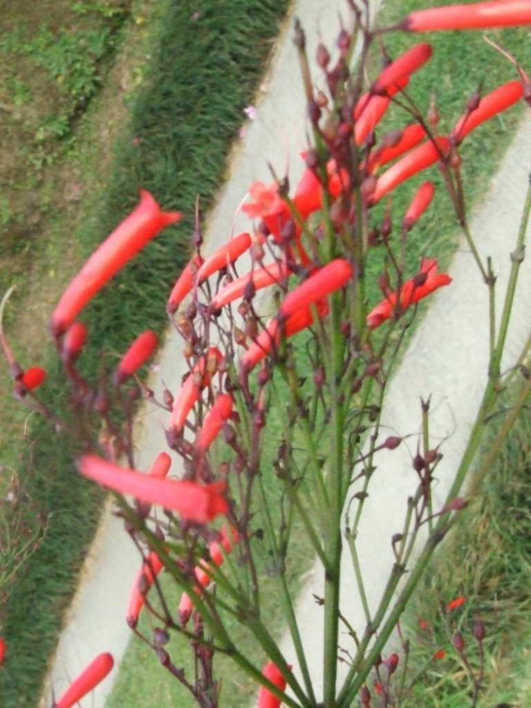 Foto de Grecia (Alajuela), Costa Rica