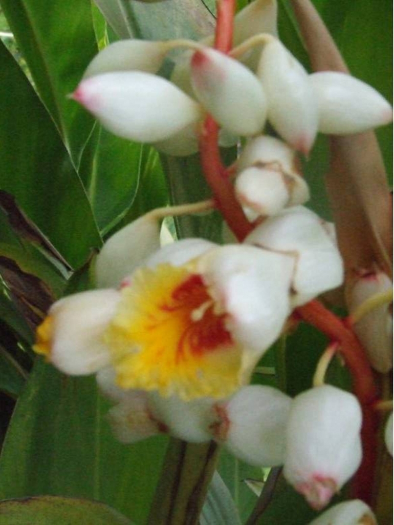 Foto de Grecia (Alajuela), Costa Rica