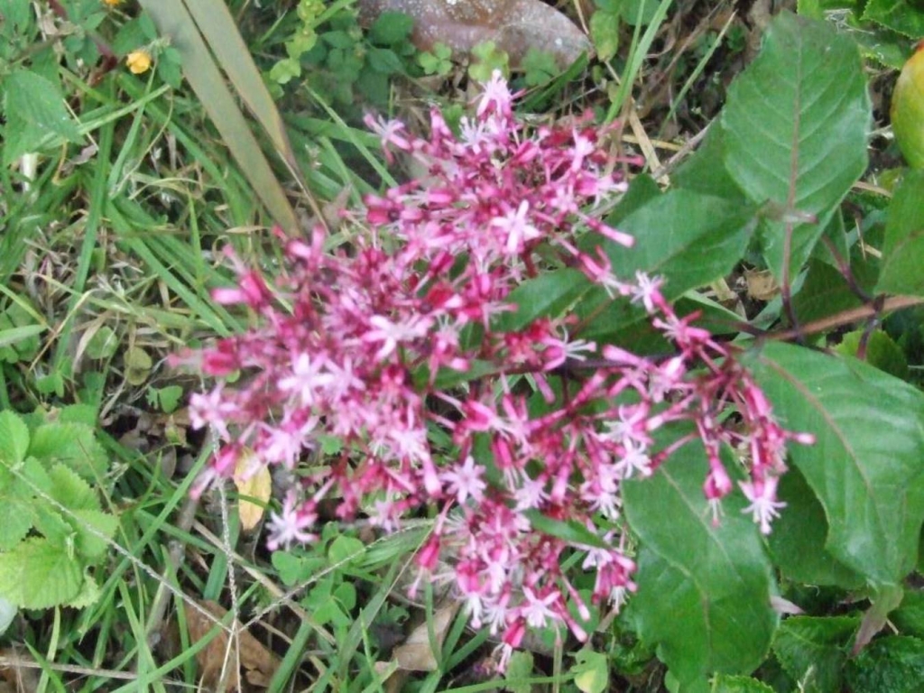 Foto de Grecia (Alajuela), Costa Rica