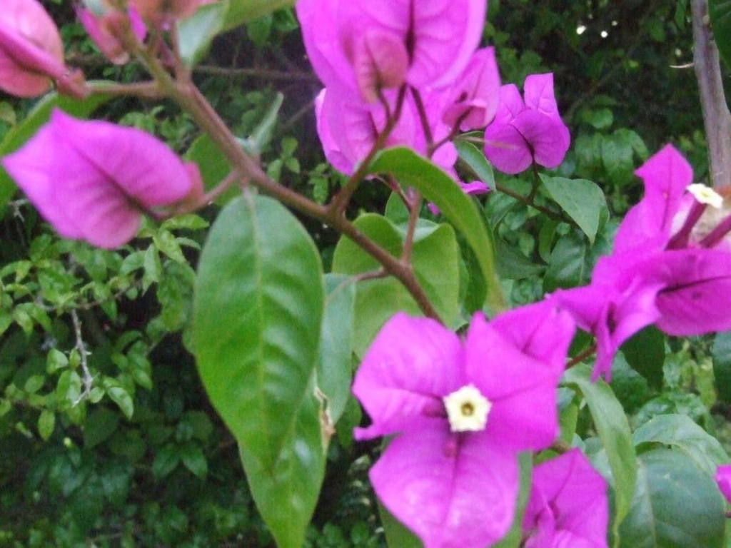 Foto de Desamparados (San José), Costa Rica