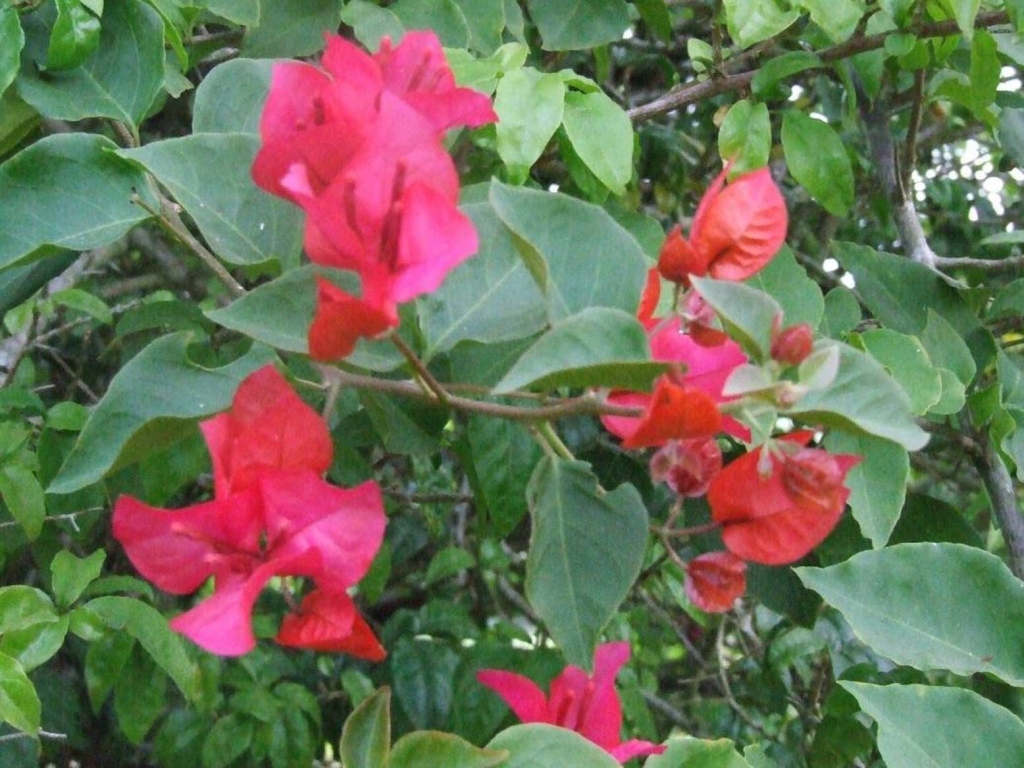 Foto de Desamparados (San José), Costa Rica