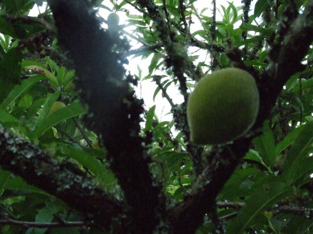 Foto de Desamparados (San José), Costa Rica