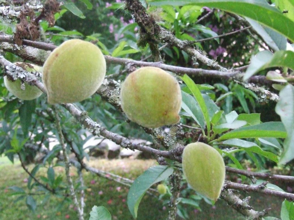 Foto de San Ignacio de Acosta (San José), Costa Rica