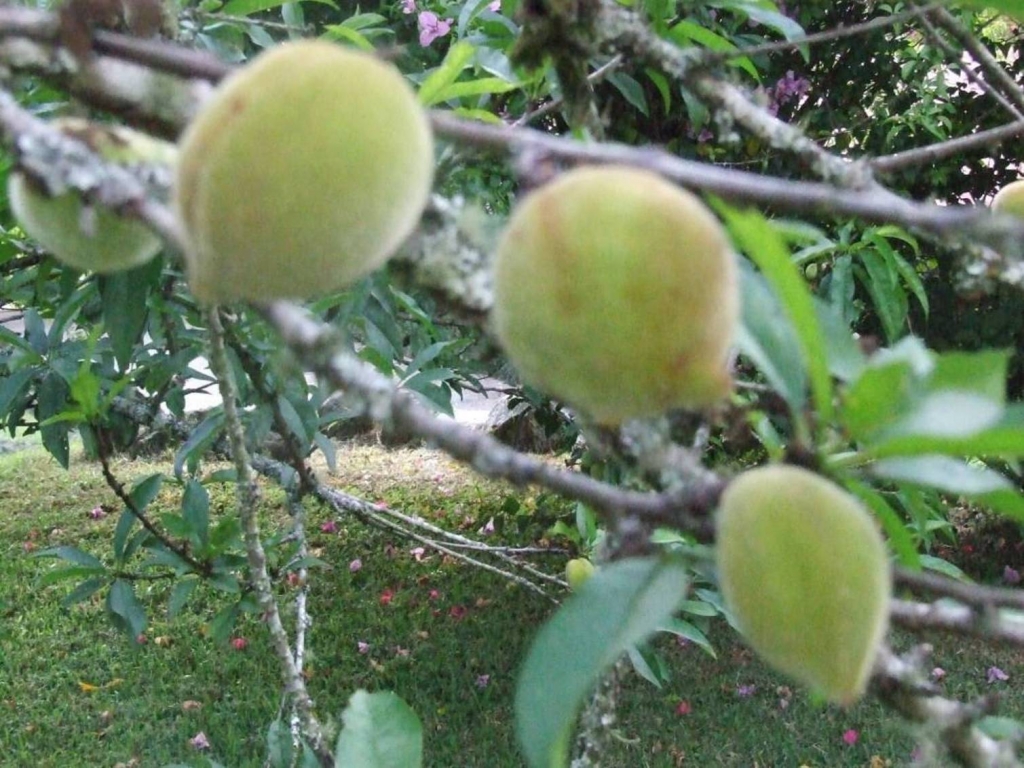 Foto de San Ignacio de Acosta (San José), Costa Rica