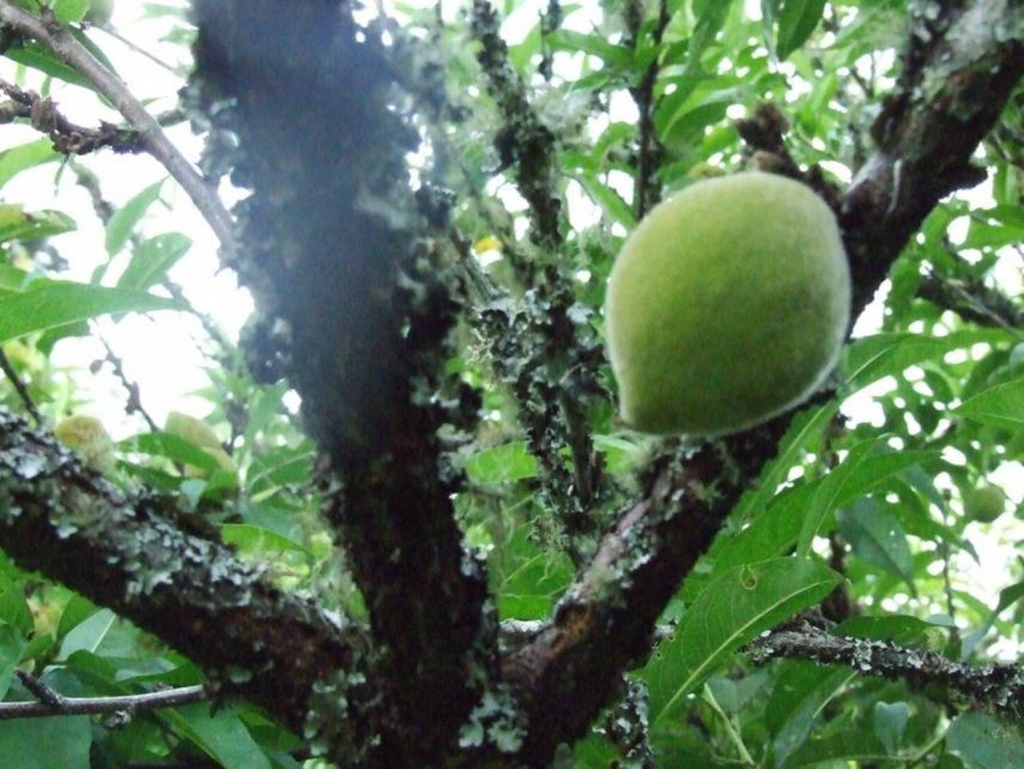Foto de San Ignacio de Acosta (San José), Costa Rica