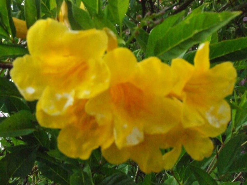 Foto de Sabanilla (Alajuela), Costa Rica