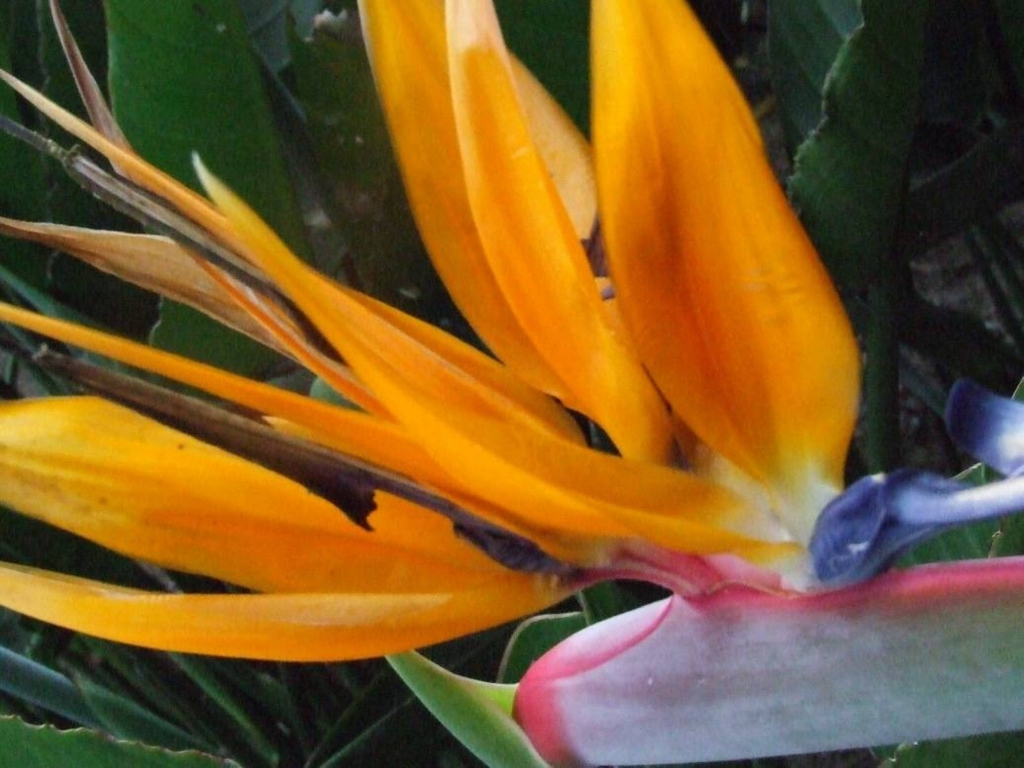 Foto de Sabanilla (Alajuela), Costa Rica