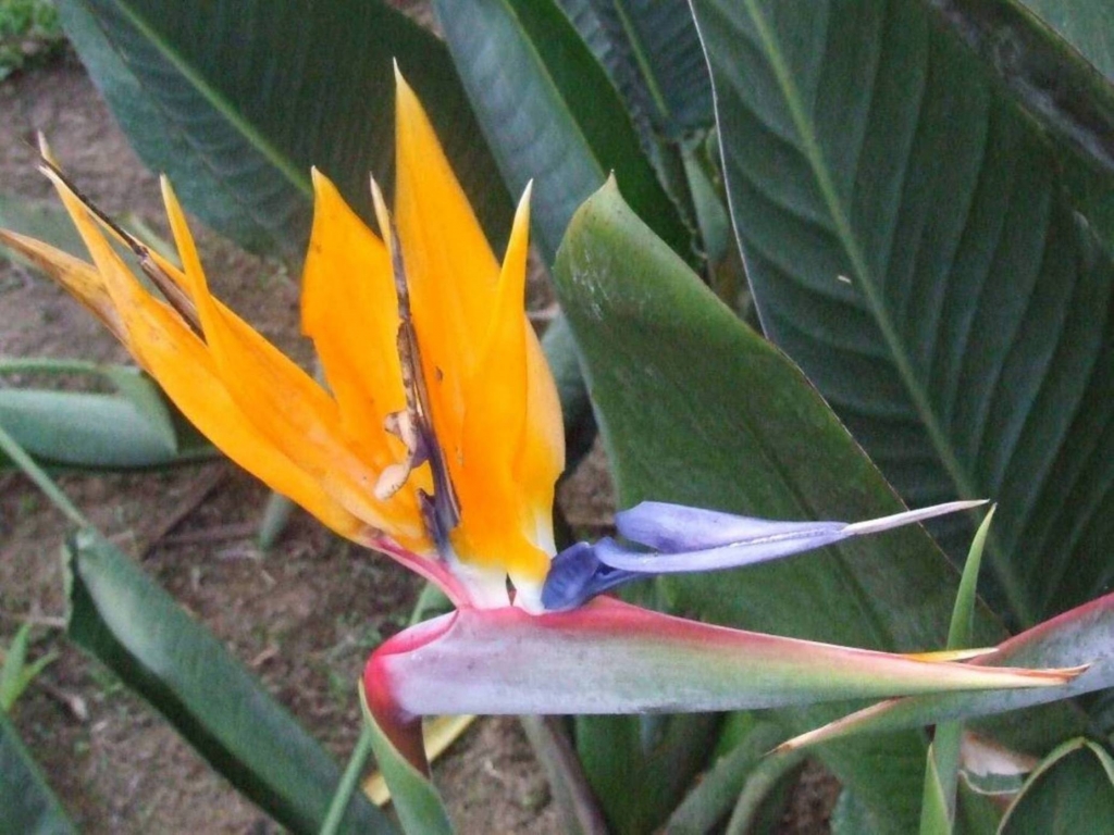 Foto de Sabanilla (Alajuela), Costa Rica