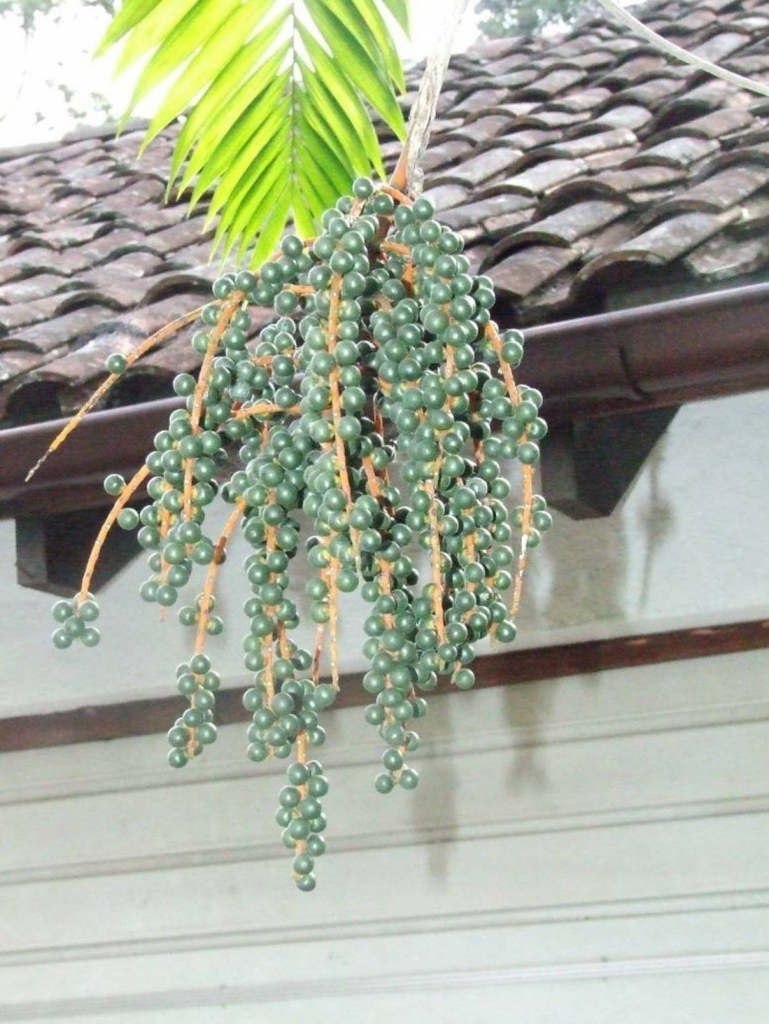 Foto de Sabanilla (Alajuela), Costa Rica