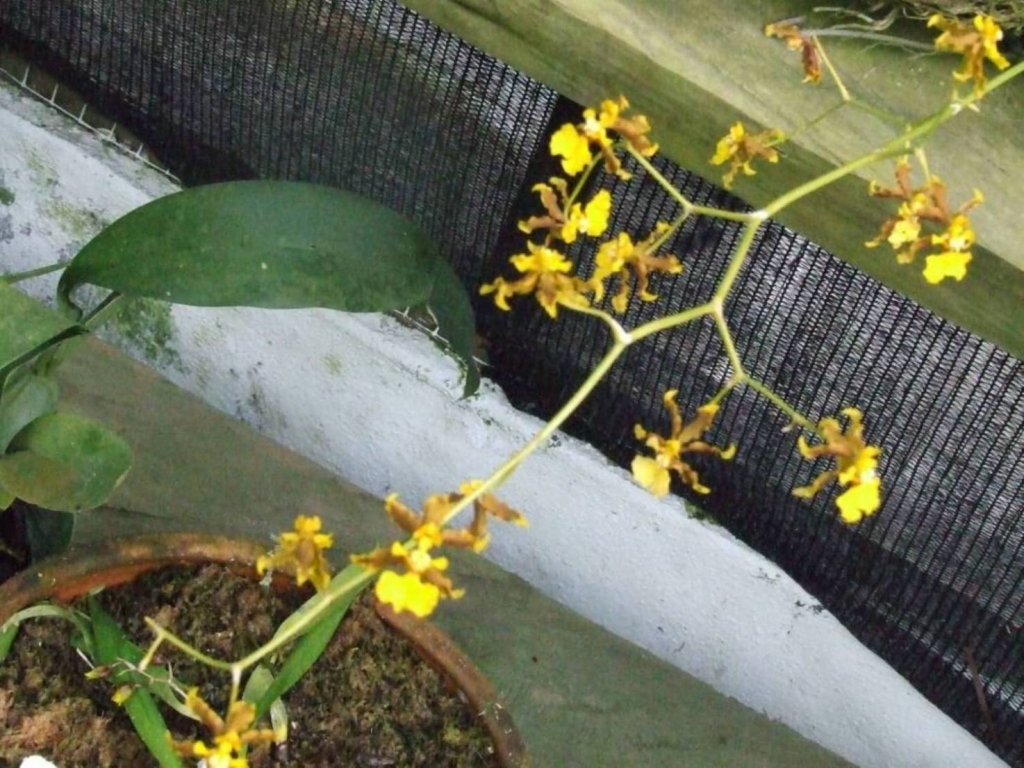 Foto de Sabanilla (Alajuela), Costa Rica