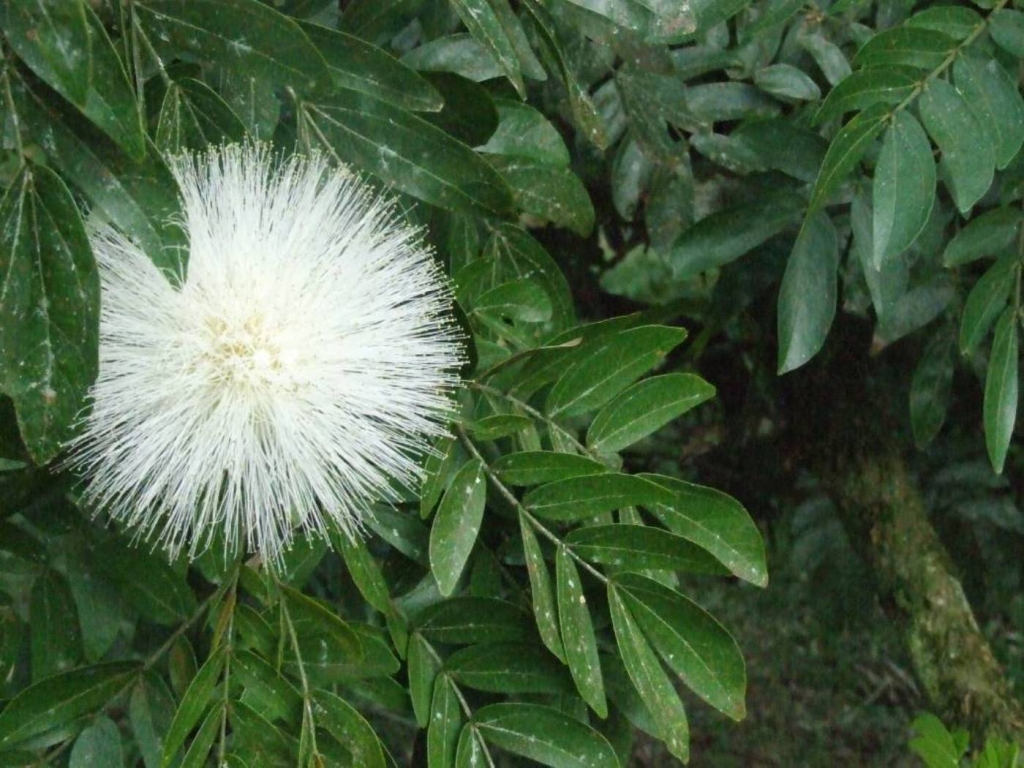 Foto de Sabanilla (Alajuela), Costa Rica