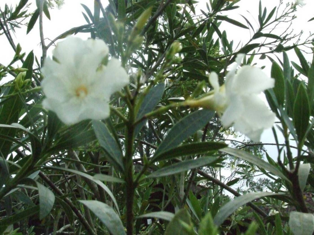 Foto de Sabanilla (Alajuela), Costa Rica